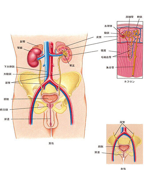 腎尿路系の図