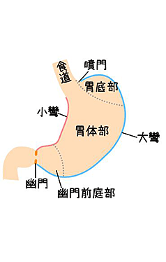 胃の解剖